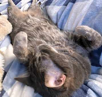 Photo of Murphy