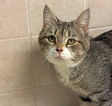Photo of Chester