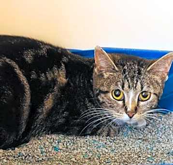 Photo of Barn Cat Sunflower