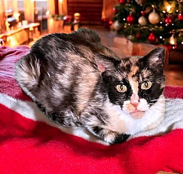 Photo of Ginger