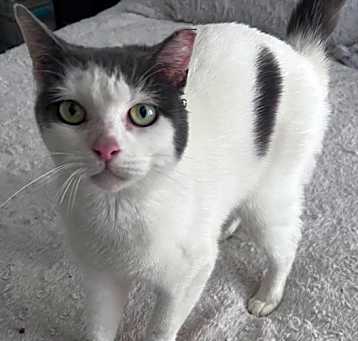 Photo of Rayn (Petsmart Concord)