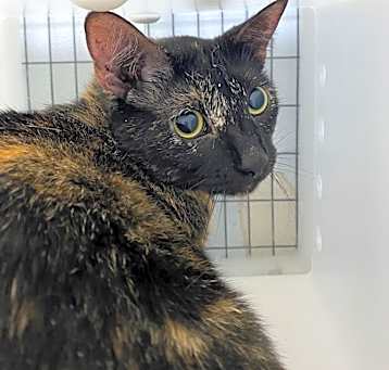 Photo of Fractious Moonnite (AT PETSMART ALABASTER)
