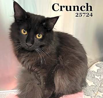 Photo of Crunch