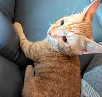 Photo of Cheddar