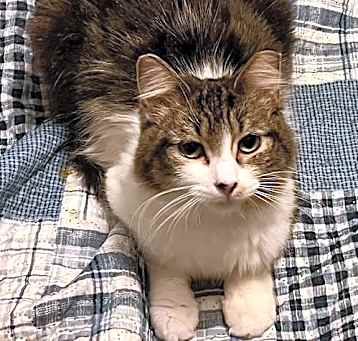 Photo of Pawdrey Hepburn