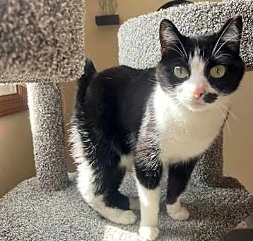 Photo of His Majesty Grand Duke Mortimer Von Tuxington Must