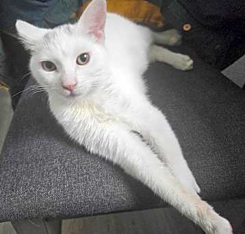 Photo of Cinder