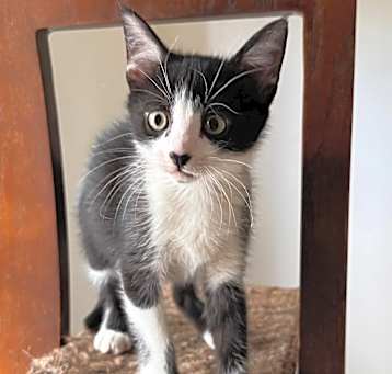 Photo of Frederico (Mall of NH)