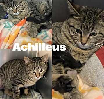 Photo of Achilles