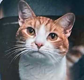 Photo of Dash