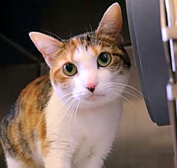 Photo of Cleopatra