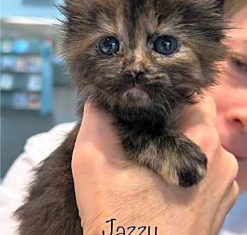 Photo of Jazzy