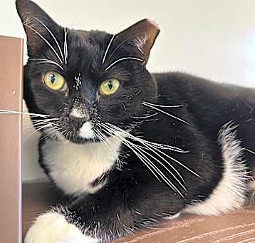Photo of Callie