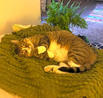 Photo of Ellie - Spirited little lady! Adopt $25