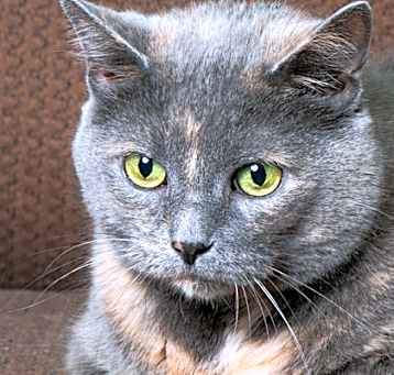 Photo of Moonpie