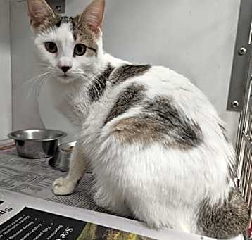 Photo of Bella (Bonded Pair)