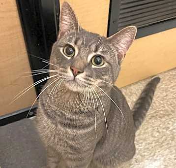 Photo of Atlas