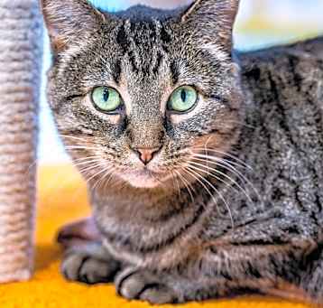 Photo of Nettie - KBC