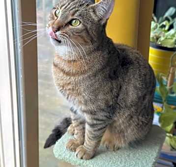 Photo of Toffee