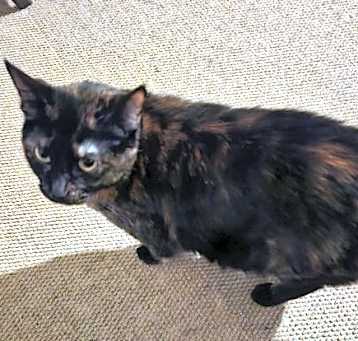 Photo of BeeBee