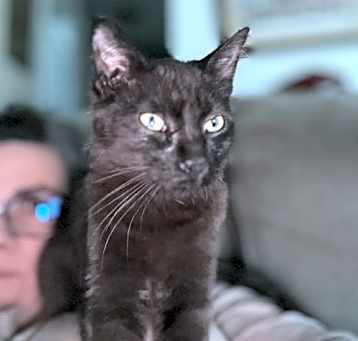 Photo of Mocha (Napa GD)