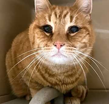 Photo of Bubba the Red