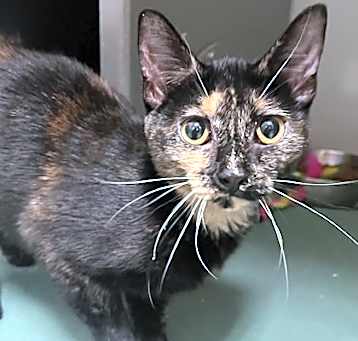 Photo of Cinnamon