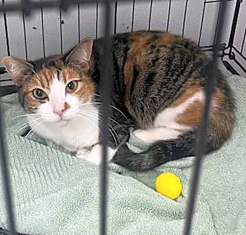 Photo of Patches