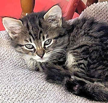 Photo of OLIVER - Bonded with Jelly Bean