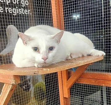 Photo of Nala