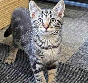 Photo of Gazpacho