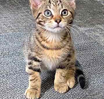 Photo of Schnitzel