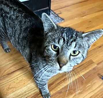 Photo of Maximus