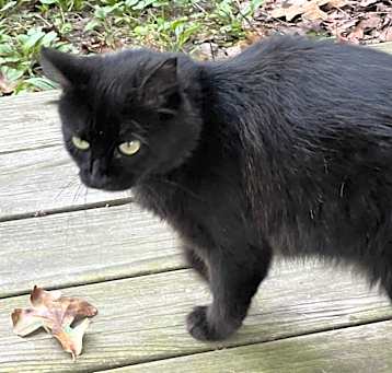 Photo of Kitty