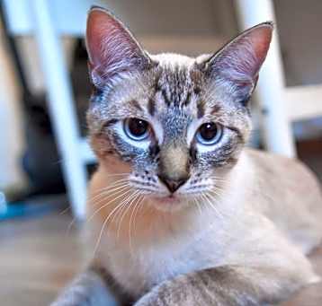 Photo of Casper