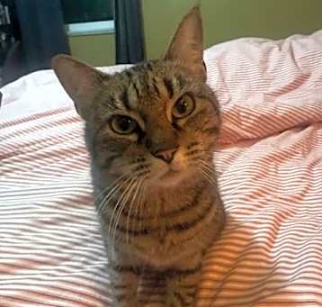 Photo of Tigger