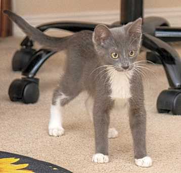 Photo of Omelette