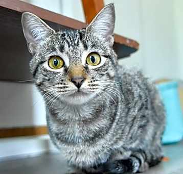 Photo of Pixie