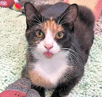 Photo of Abby