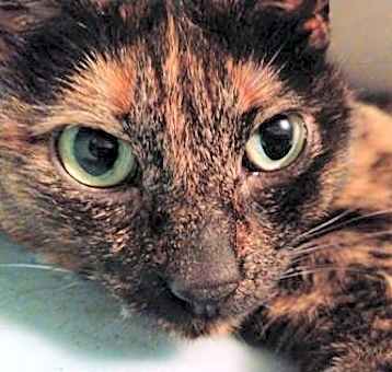 Photo of Brindle aka BB OS