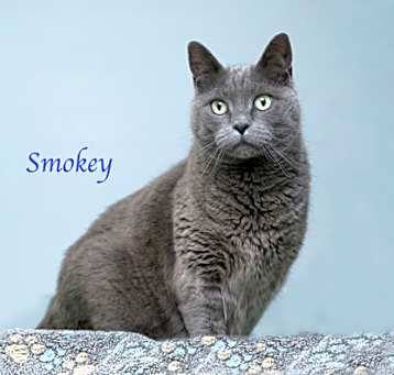 Photo of Smokey