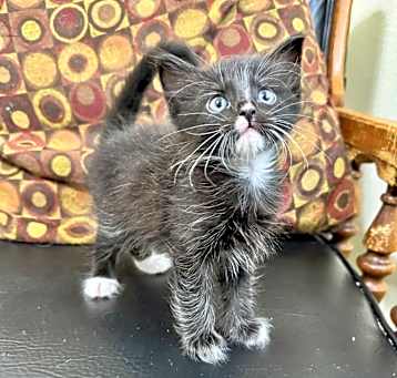 Photo of Chowder