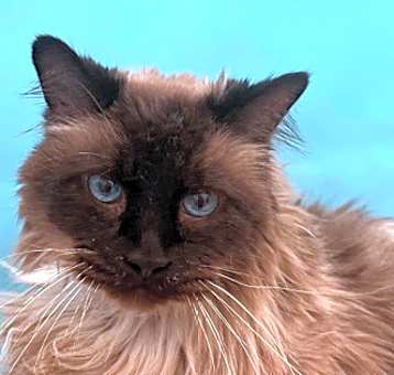Photo of Mowgli