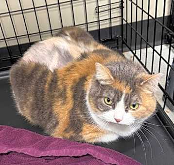 Photo of Karmen OF37