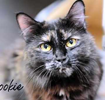 Photo of Cookie