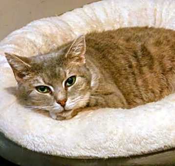 Photo of Olive