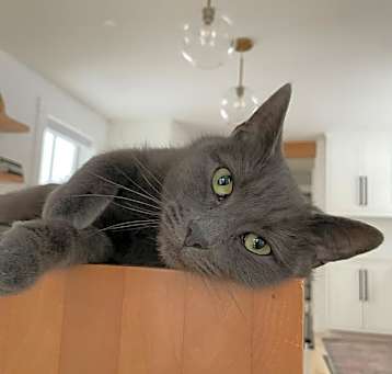 Photo of Felix #2
