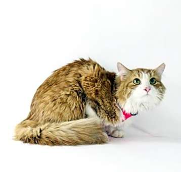Photo of Zephyr