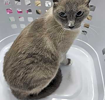 Photo of Willow