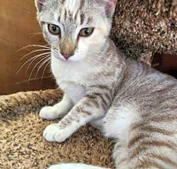 Photo of Juno - Petsmart Plantation Foster Home